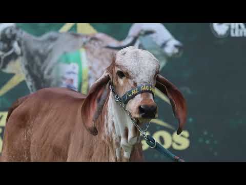 LOTE 14 | DELICADA FIV F. SÃO DOMINGOS | WSD 175