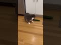 I scared my cat with a cucumber and I feel terrible 😂🥒 #funnycat #cat #catlife #catmom #catreels