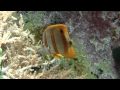 Copperband Butterflyfish (Chelmon rostratus) / Kupferstreifen-Pinzettfisch