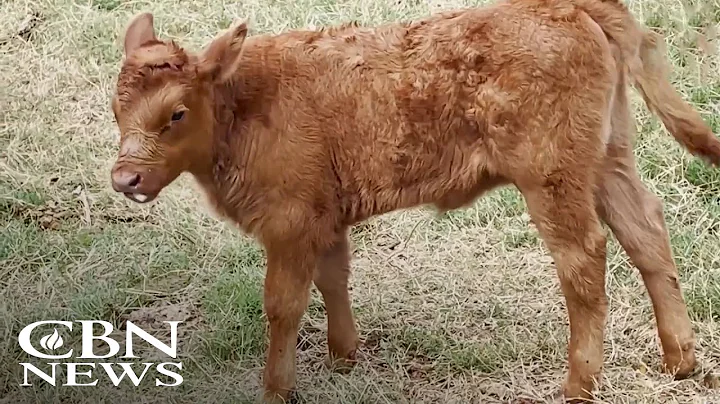 Texas Red Heifers' Arrival Stirs Prophetic Excitement