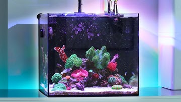 Waterbox Cube 20 Update: Nano Reef Tank Tour & New Corals