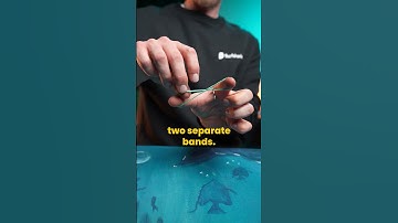 Jumping Ring & Rubber Bands Illusion | Revealed! #shortvideo #shorts #explained #reveal  #tricks