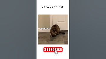 When the catnip hits pt . #shorts #viral #funny #funnyvideo
