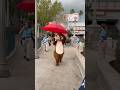 Chip and Dale are ready for the rain! #waltdisneyworld #disney #disneyworld #hurricane #chipanddale