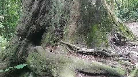 Music of the Plants - Ancient Rimu Tree (800 + Years Old)
