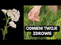 Ta roślina odmieni Twoje zdrowie