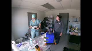 Taking Blood and Tissue Samples from male Eider Ducks ......part 4
This is the last part on the Eider Duck research .If one person learned something from the videos it was worth it .I would like to thank everyone who participated and watched the videos , Thanks Taking Blood and Tissue Samples from male Eider Ducks ......part 4
