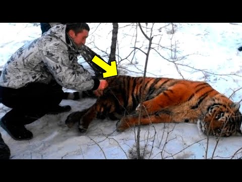 Video: Tapferer Hund gibt sein Leben, um seinen Menschen von einem Tiger-Angriff zu retten