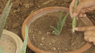 Aloe Vera Plant Care Removing Pups And Leaves Aloe Vera Plant