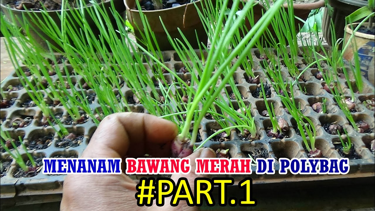 Tutorial Tani Menanam BAWANG MERAH DI POLYBAG (Persemaian) PART 1 