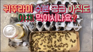 귀뚜라미 수분공급 방법! 아직도 안해보셨어요? EG How to Moisturize Crickets !?