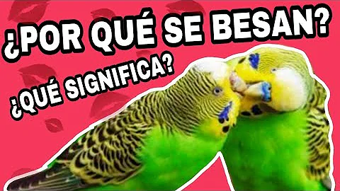 ¿Qué hacen los pájaros cuando se besan?