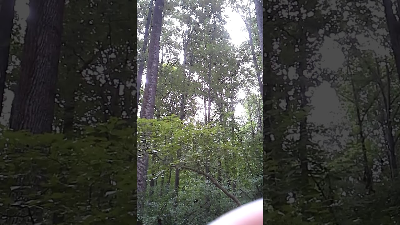 woodthrush at Brookside