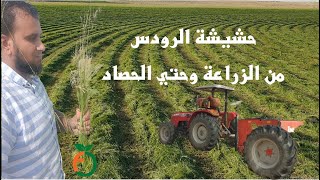 الرودس من الزراعة وحتي الحصاد حصري شرح كامل Rhodes weed from planting to harvest