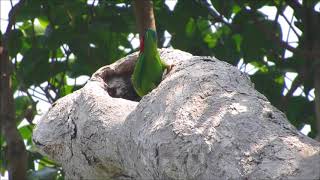 Vernal Hanging Parrot, Kep, Cambodia