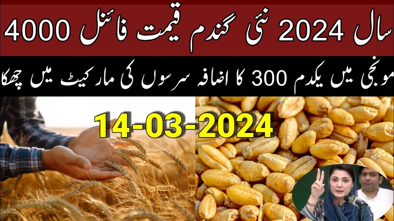 wheat price in Pakistan 2024/wheat support price 2024 - YouTube