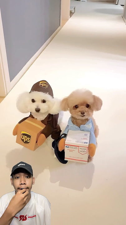 PENGANTAR PAKET LUCU GAK TEGA MARAH⁉️ #funny #shorts #dubbing #reaction #doggie