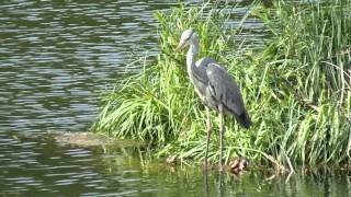 20150428 3 ウシガエルの鳴き声と　アオサギ