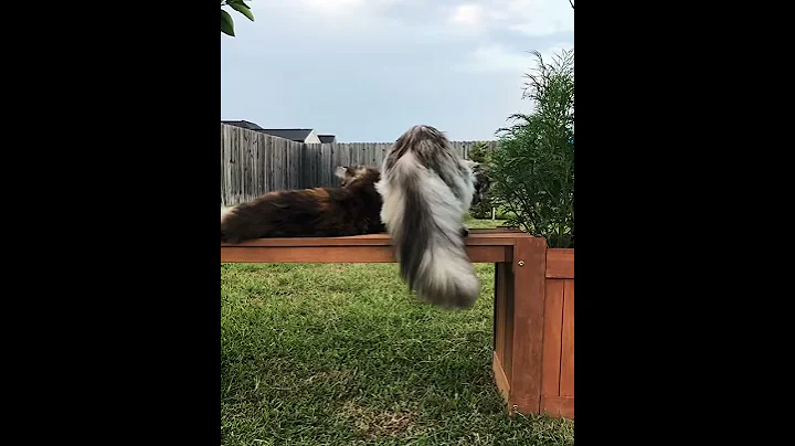 Video 10924151: silver maine coon, big maine coon