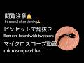 ヒゲ抜き　20200930