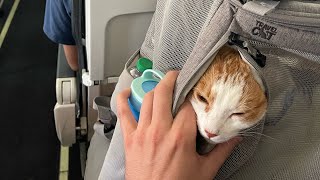 How To Fly With Your Cat  STEP BY STEP in exact order (long and short flights)
