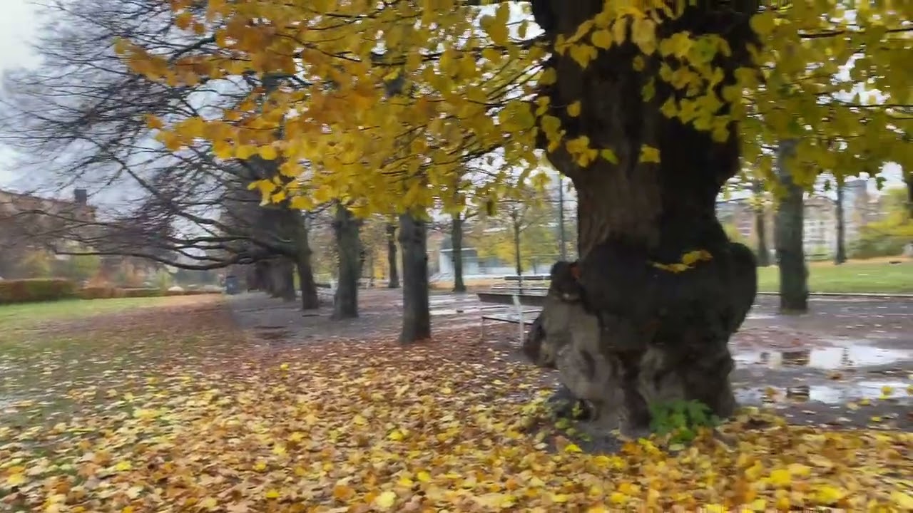 Stockholm walks. Höst och regn. En kort promenad i regnet i parken. 