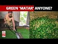 This salted green matar making process will make you doubt your snacking choices