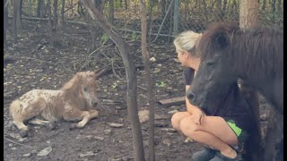 Ponies and more