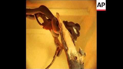 SYND 1 8 80 WOMAN BREAKS SNAKE SITTING RECORD IN DURBAN