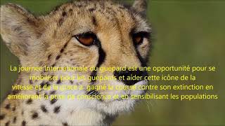 4Th December International Cheetah Day - Journée Mondiale De Protection Des Guépards