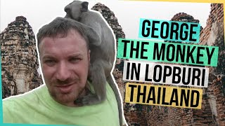 George the Monkey in Lopburi, Thailand  ลิงในจังหวัดลพบุรี