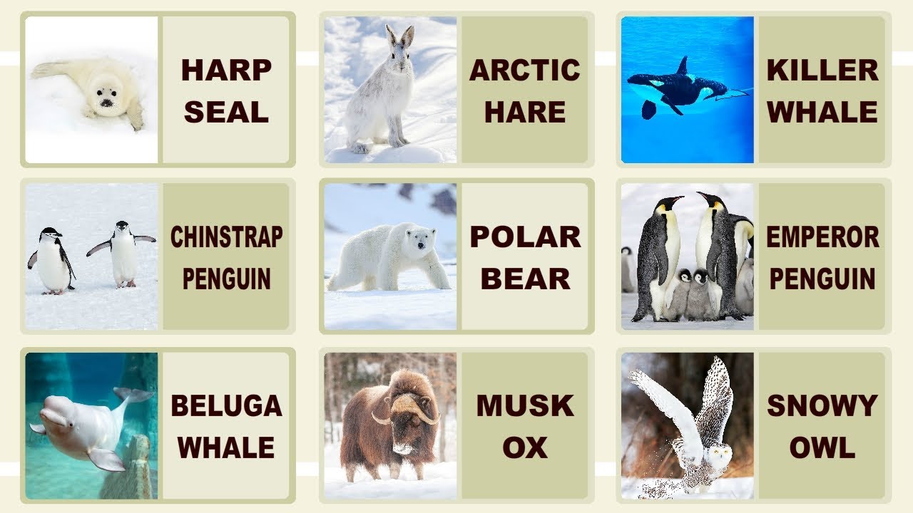 Flashcards: Arctic Animals (preschool/primary)