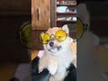 グラサン! #豆柴カフェ #豆柴子犬
