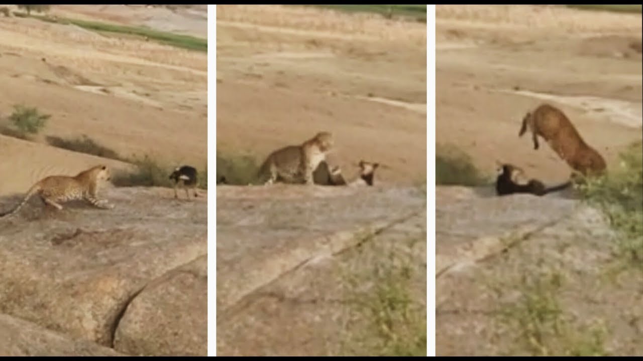 Cheetah vs Dog Exclusive.live#Nacher videos/Rainbow videos - YouTube