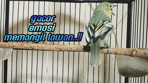 gak butuh waktu lama,sirtu malas bunyi pasti langsung nyaut dengar pangilan SIRTU/CIPOH ini.
