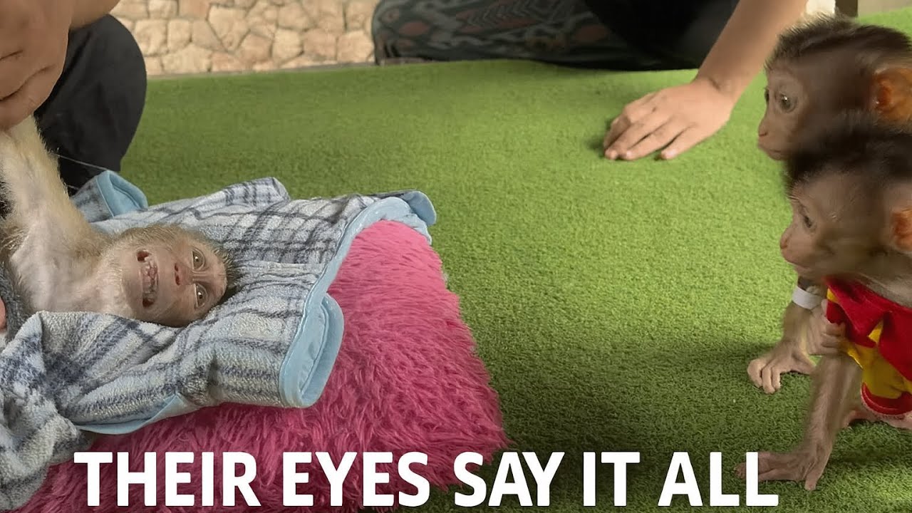 Loan and Money Were Heartbroken Watching Alpha Struggle to Move