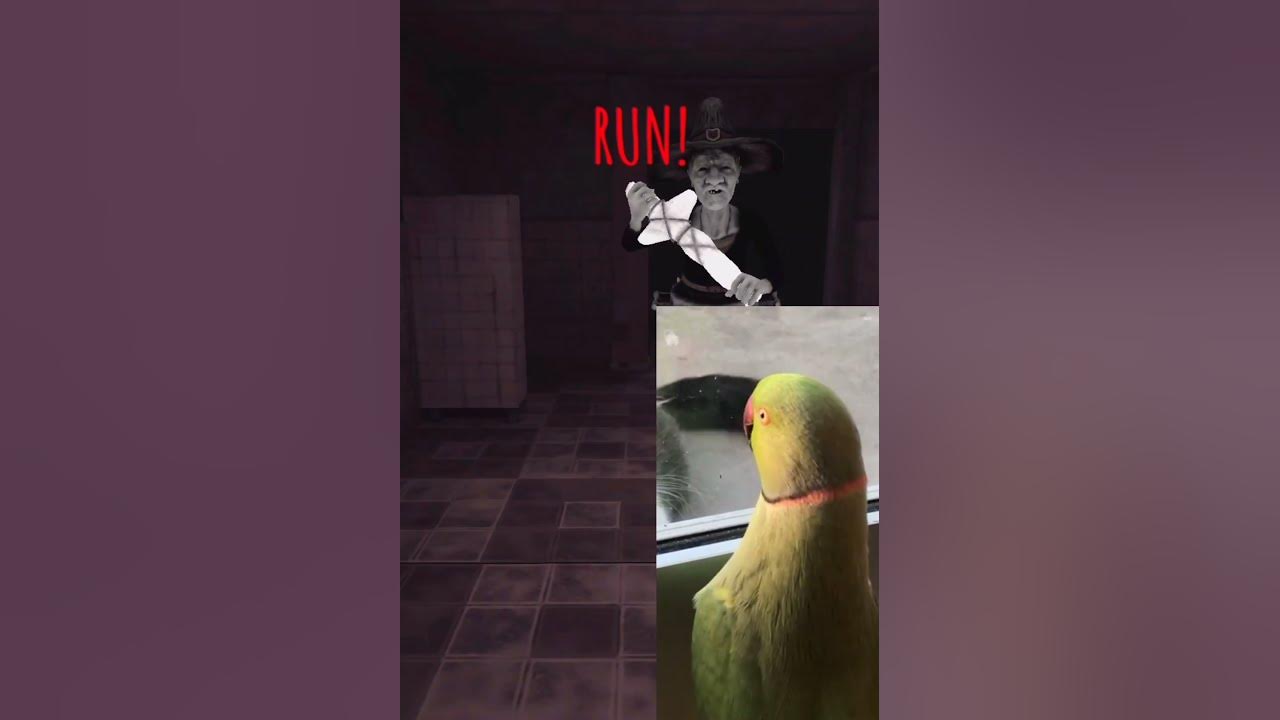 When The Peek A Boo Parrot Plays Eyes The Horror Game (Ursula The Witch