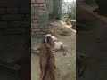 Abatak Ki Bari Ghbar Duniya Ki Shbase Khubasurat Bekati 