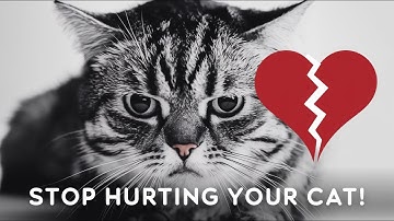 20 Things that Emotionally hurt a cat 😿