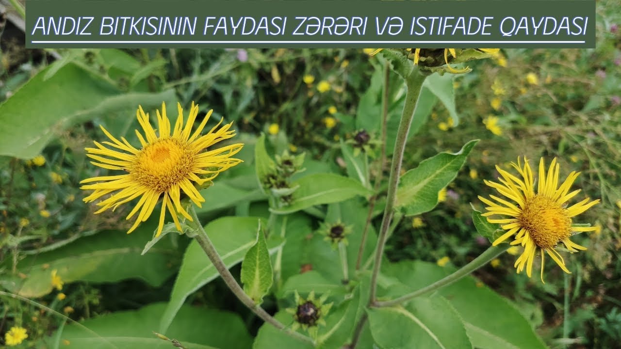 Hər kəsə lazım olan Andız bitkisi (Inula helenium) resept