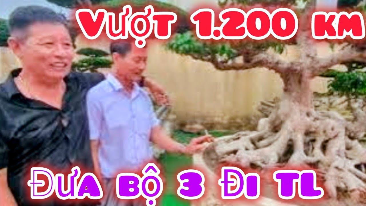 Từ một cây xanh tắm tầng phá thế sau 2 6 5 quyết định vượt hơn 1000 km tham gia triển lãm tại thị K