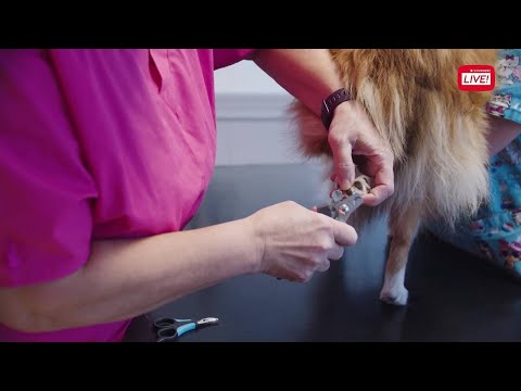 Video: Hvordan En Hund Og Eieren Lever: Dyr, Som Elementer I Familiesystemet Sett Fra Teorien Til Murray Bowen
