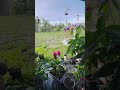 #naturelovers #ponds #plants #pondfish #flowers #waterlily #moneyplant #monstera