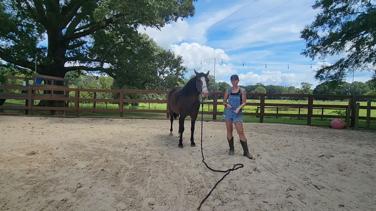 Moving Laterally & Dropping the Head - Groundwork Exercises with Your Horse