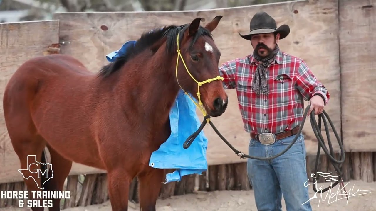 From the Range to Under Saddle in 45 Minutes!! Check out Starlight! Granddaughter of Cats Merada!
