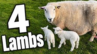 4 LAMBS BUT SHE'S TWIN?! | LAMBING VLOG 18
