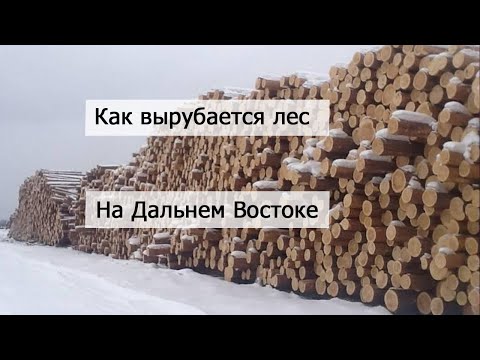 Как вырубают наш лес на Дальнем Востоке для вывоза в Китай