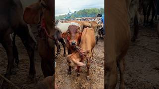 Sahiwal bull | Vaniyamkulam market #sahiwal #reels #share