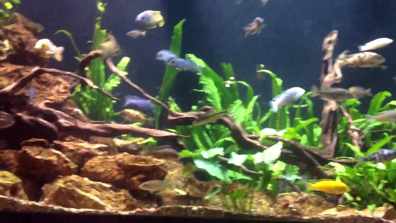 African Cichlids Big Al's Aquarium Mississauga YouTube