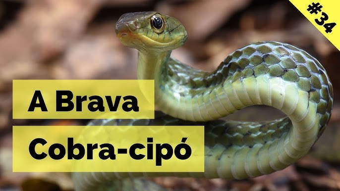 Serpente se arrasta por parede imitando 'jogo da cobrinha' (VÍDEO